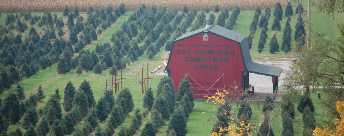 Carl-and-Dorothy-Christmas-Tree-Farm